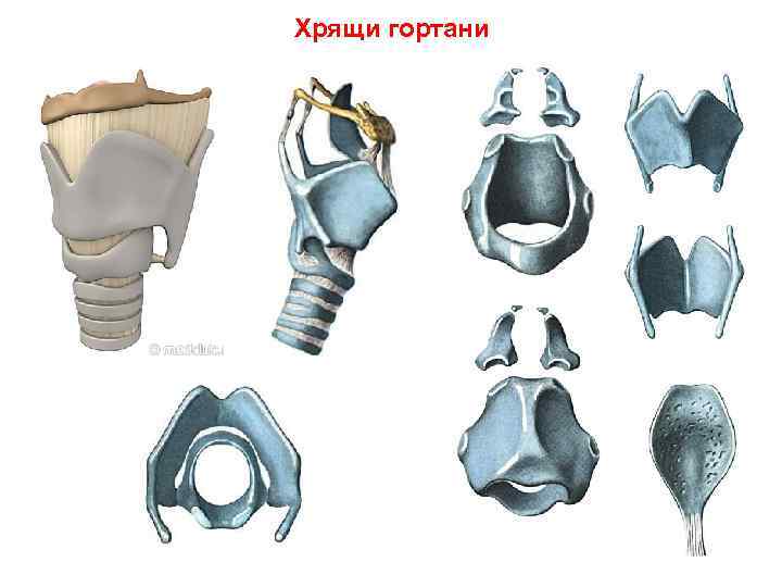 Хрящи гортани. Перстневидный хрящ гортани анатомия. Щитовидный и перстневидный хрящ гортани. Рожковидный хрящ гортани. Парные хрящи гортани анатомия.