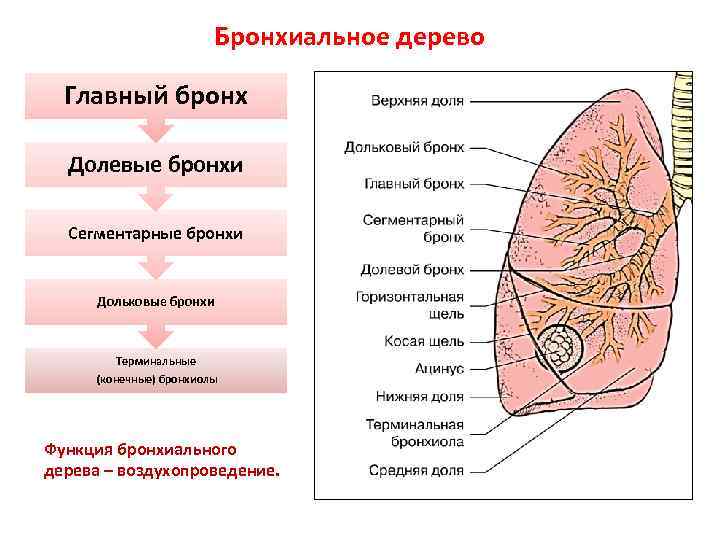 Бронхиальное дерево Главный бронх Долевые бронхи Сегментарные бронхи Дольковые бронхи Терминальные (конечные) бронхиолы Функция