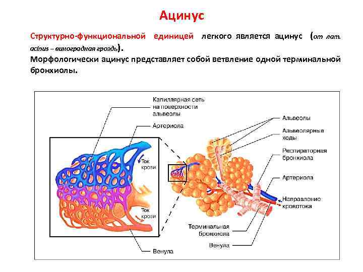 Ацинус