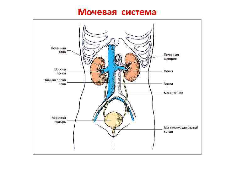 Мочевая система женщины в картинках