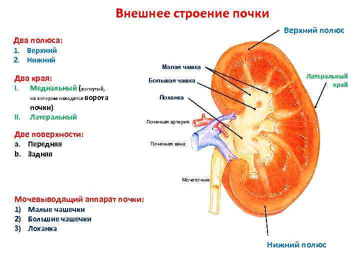 Сегменты почки схема