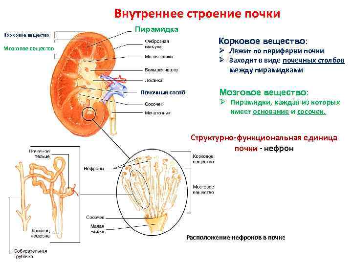 Из чего состоит корковое вещество. Структура коркового вещества почки. Строение коркового вещества почки. Строение почки корковое и мозговое вещество. Функции коркового вещества почки.