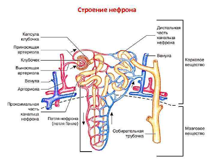 Почечный каналец на рисунке