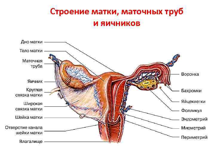 Матка с яичниками рисунок