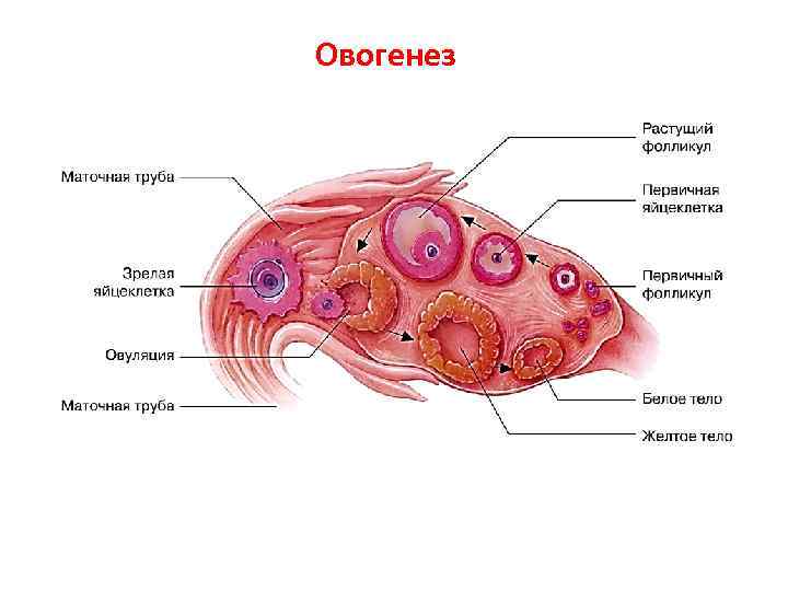 Схема овогенеза гистология