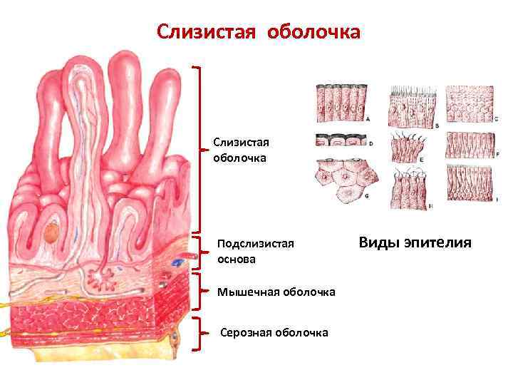 Слизистая оболочка состоит из слоев. Строение слизистой оболочки анатомия. Строение слизистой оболочки полого органа. Слизистая полости рта строение. Слизистая мышечная серозная оболочки.