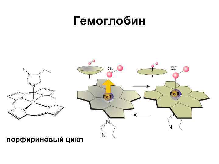 Гемоглобин порфириновый цикл 