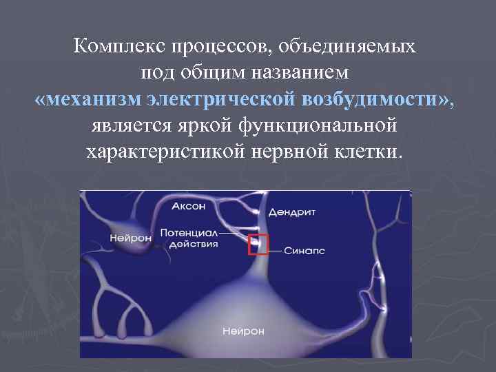 Комплекс процессов, объединяемых под общим названием «механизм электрической возбудимости» , является яркой функциональной характеристикой