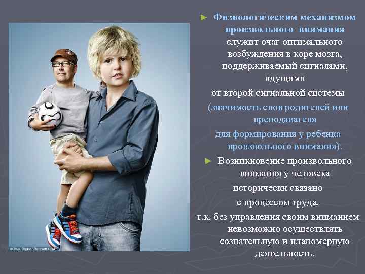 Физиологическим механизмом произвольного внимания служит очаг оптимального возбуждения в коре мозга, поддерживаемый сигналами, идущими