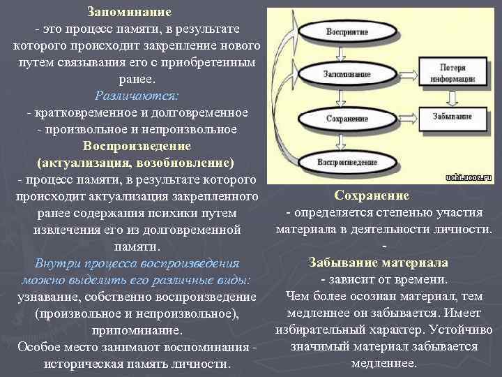 Запоминание узнавание воспроизведение процессы