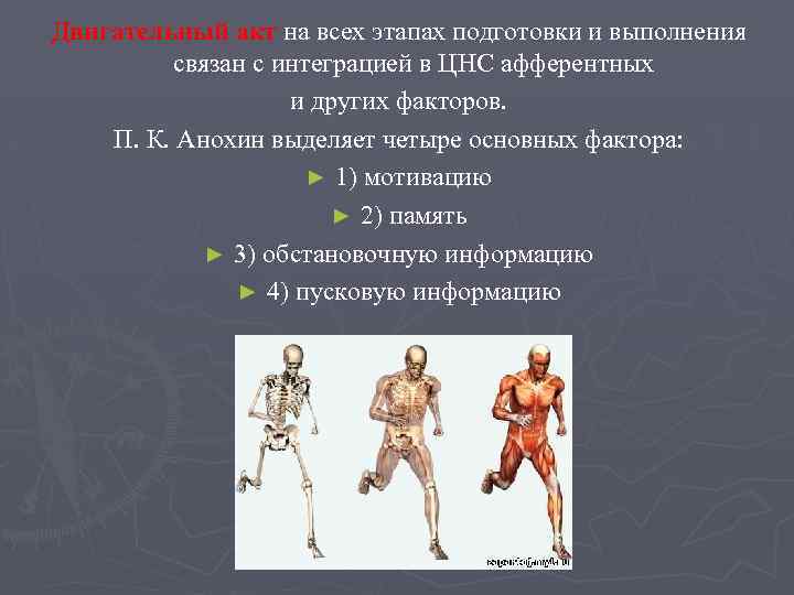 Двигательный акт на всех этапах подготовки и выполнения связан с интеграцией в ЦНС афферентных