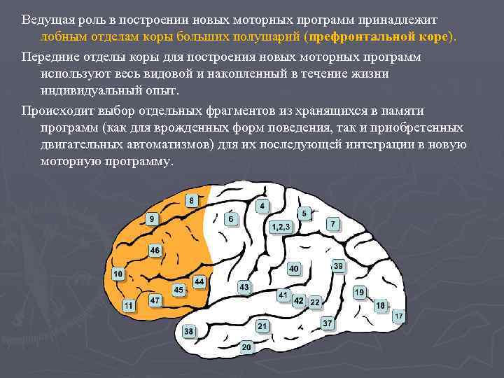Ведущая роль в построении новых моторных программ принадлежит лобным отделам коры больших полушарий (префронтальной
