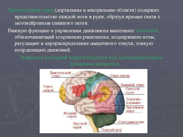 Премоторная кора (дорзальная и вентральная области) содержит представительство каждой ноги и руки, образуя прямые