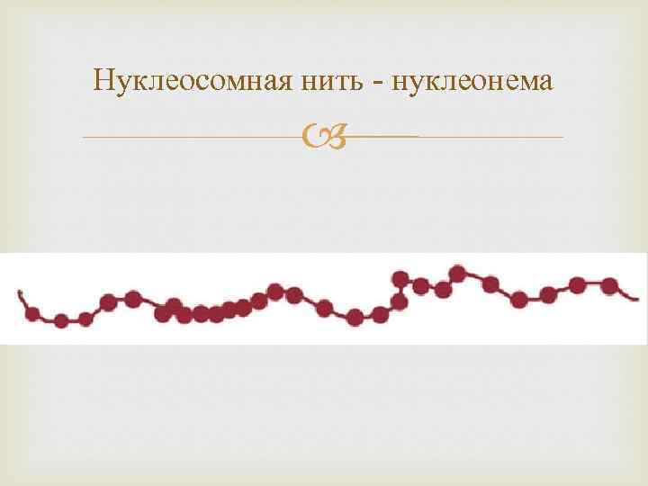 Нуклеосомная нить - нуклеонема 