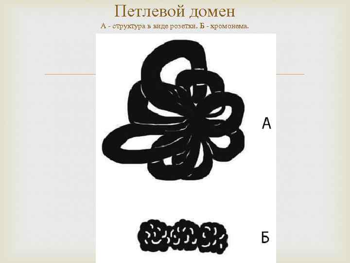 Петлевой домен А - структура в виде розетки. Б - хромонема. 