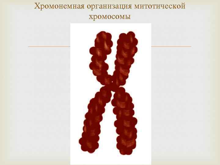 Хромонемная организация митотической хромосомы 