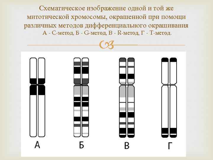 Изменение окраски хромосом. Методы дифференциального окрашивания хромосом. Метод дифференциального окрашивания хромосом. Метод дифференциальной окраски хромосом. Дифференциальная g-окраска хромосом.