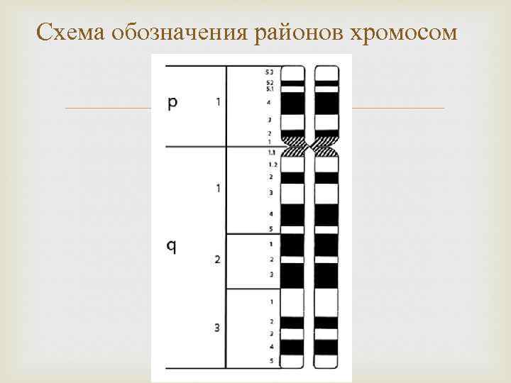 Схема обозначения районов хромосом 