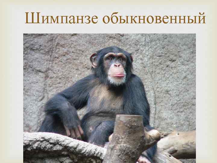 Шимпанзе обыкновенный 