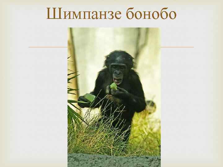 Шимпанзе бонобо 