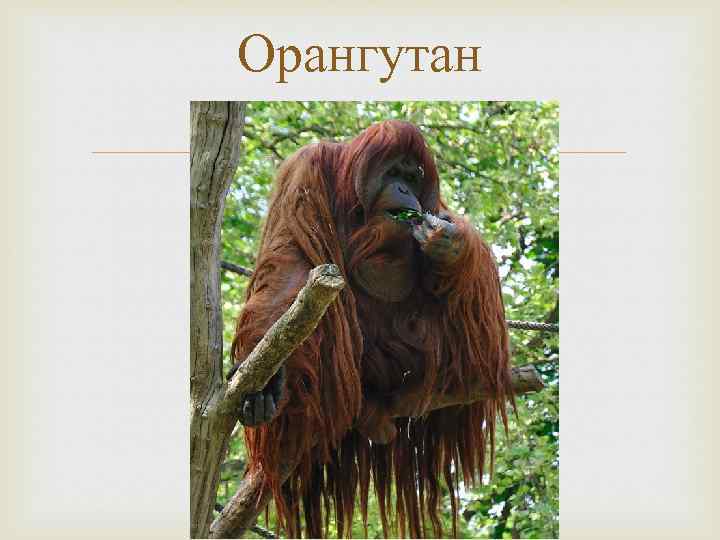 Орангутан 