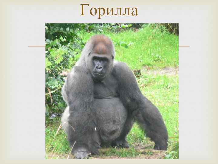 Горилла 