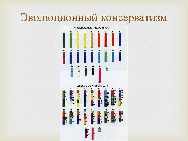 Эволюционный консерватизм 