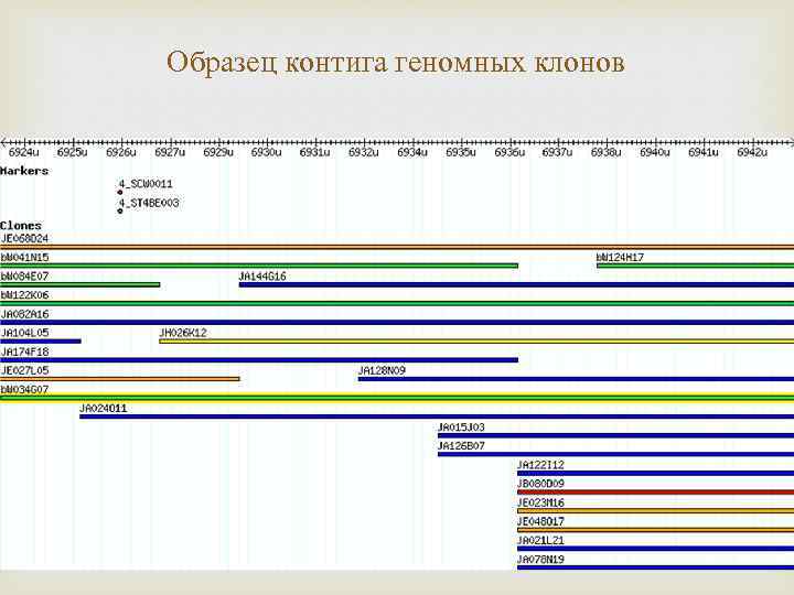 Образец контига геномных клонов 