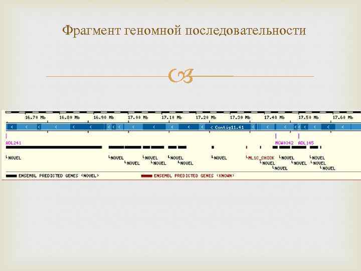 Фрагмент геномной последовательности 