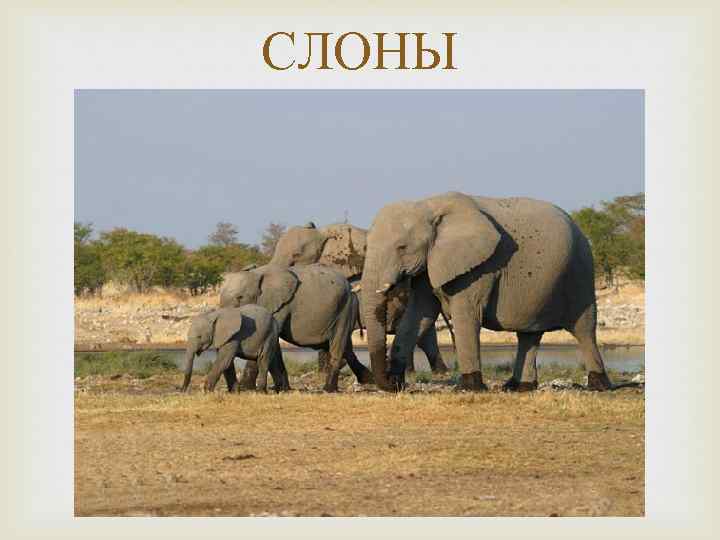 СЛОНЫ 