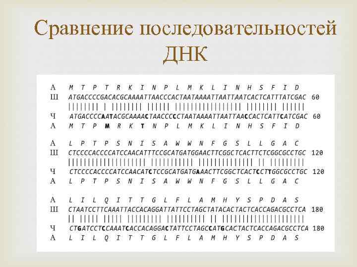 Сравнение последовательностей ДНК 