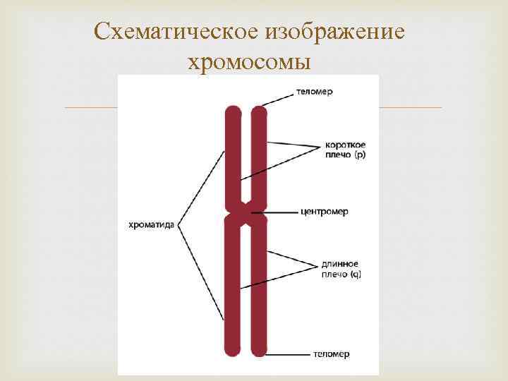 Схематическое изображение хромосомы 