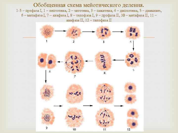 Зигота делится мейозом. Полиплоидия в митозе. Фазы мейоза микроскоп. Анафаза мейоза в микроскопе. Схема нормального и патологического митоза.