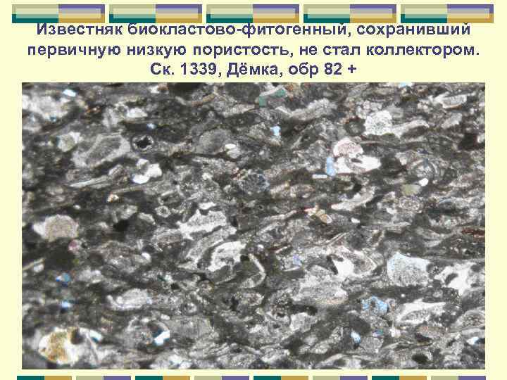 Известняк биокластово-фитогенный, сохранивший первичную низкую пористость, не стал коллектором. Ск. 1339, Дёмка, обр 82