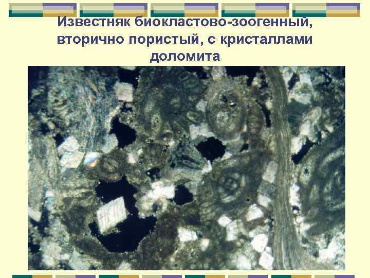 Известняк биокластово-зоогенный, вторично пористый, с кристаллами доломита 