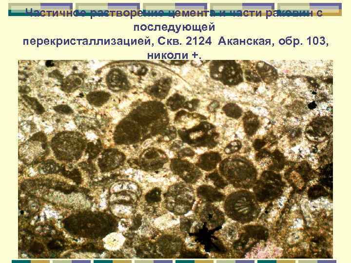 Частичное растворение цемента и части раковин с последующей перекристаллизацией, Скв. 2124 Аканская, обр. 103,