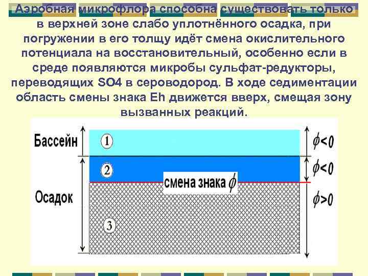 Аэробная микрофлора способна существовать только в верхней зоне слабо уплотнённого осадка, при погружении в