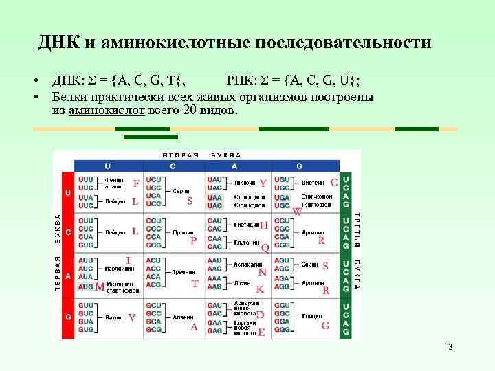 ДНК и аминокислотные последовательности • ДНК: Σ = {A, C, G, T}, РНК: Σ