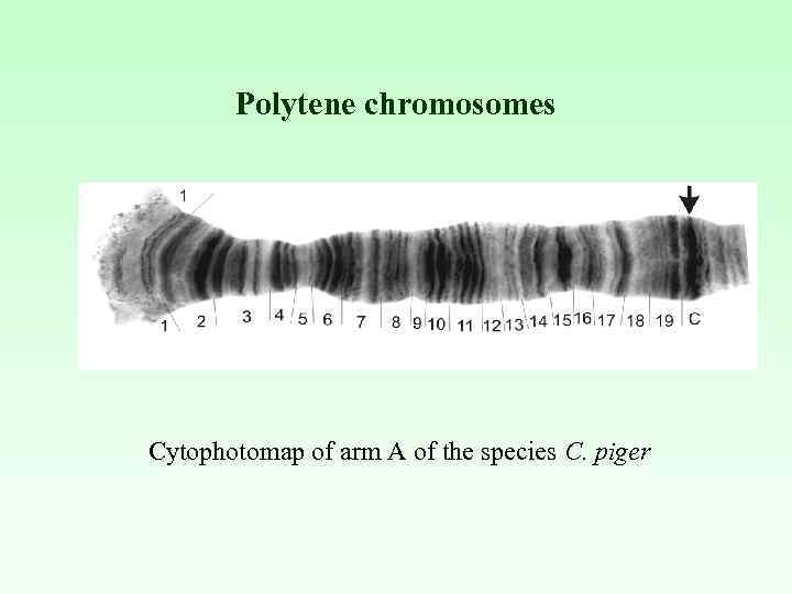 Polytene chromosomes Cytophotomap of arm A of the species C. piger 