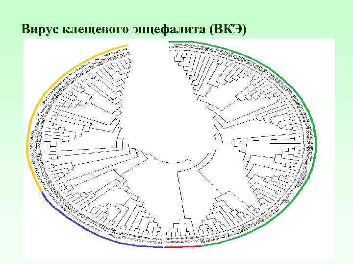 Вирус клещевого энцефалита (ВКЭ) 