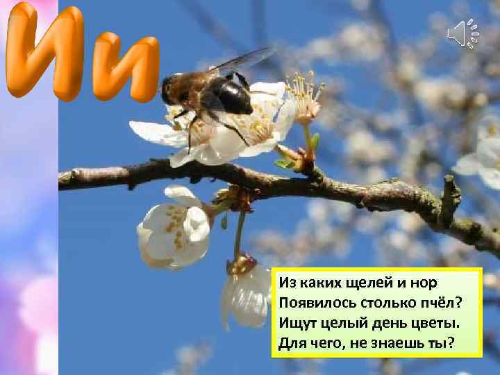 Из каких щелей и нор Появилось столько пчёл? Ищут целый день цветы. Для чего,