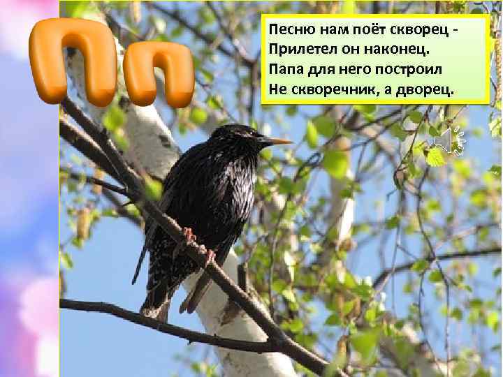 Песню нам поёт скворец Прилетел он наконец. Папа для него построил Не скворечник, а