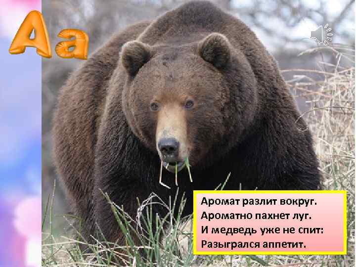 Аромат разлит вокруг. Ароматно пахнет луг. И медведь уже не спит: Разыгрался аппетит. 