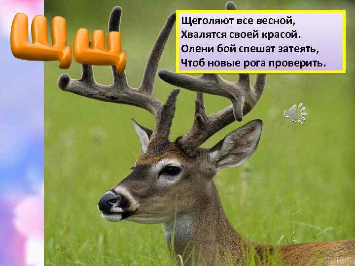 Щеголяют все весной, Хвалятся своей красой. Олени бой спешат затеять, Чтоб новые рога проверить.