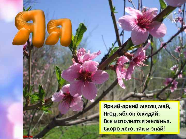 Яркий-яркий месяц май, Ягод, яблок ожидай. Все исполнятся желанья. Скоро лето, так и знай!
