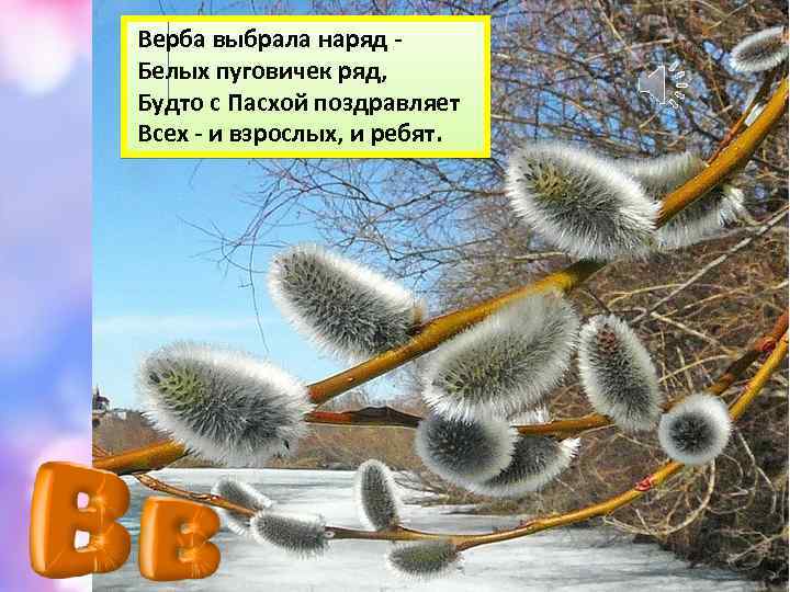 Верба выбрала наряд Белых пуговичек ряд, Будто с Пасхой поздравляет Всех - и взрослых,