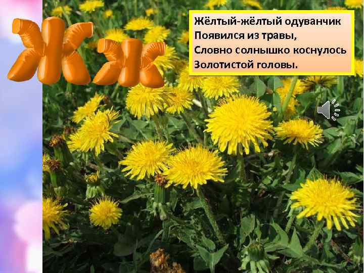 Жёлтый-жёлтый одуванчик Появился из травы, Словно солнышко коснулось Золотистой головы. 