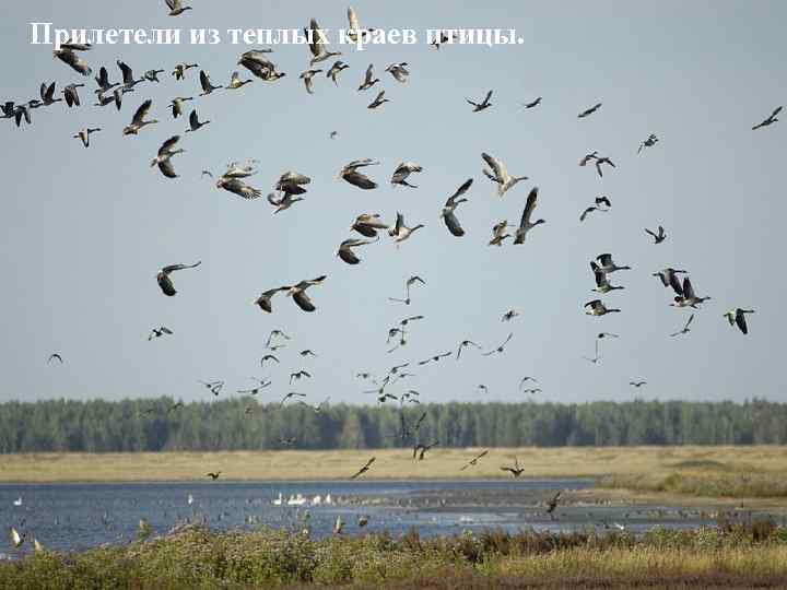 Прилетели из теплых краев птицы. 