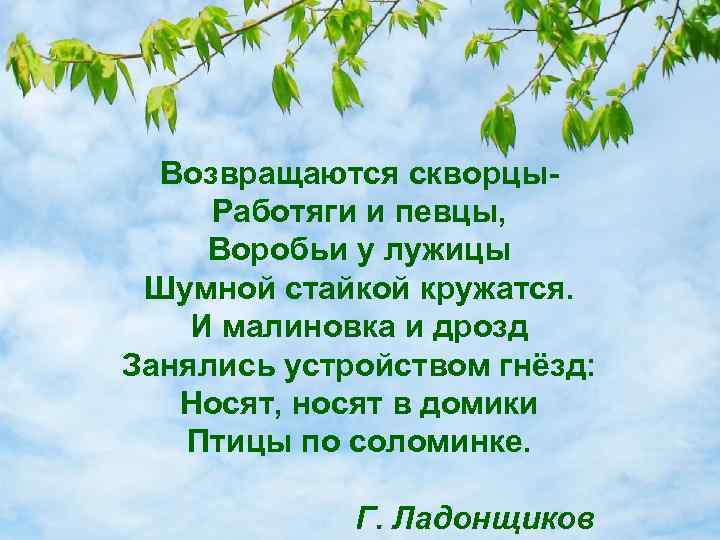 Возвращаются скворцы. Работяги и певцы, Воробьи у лужицы Шумной стайкой кружатся. И малиновка и