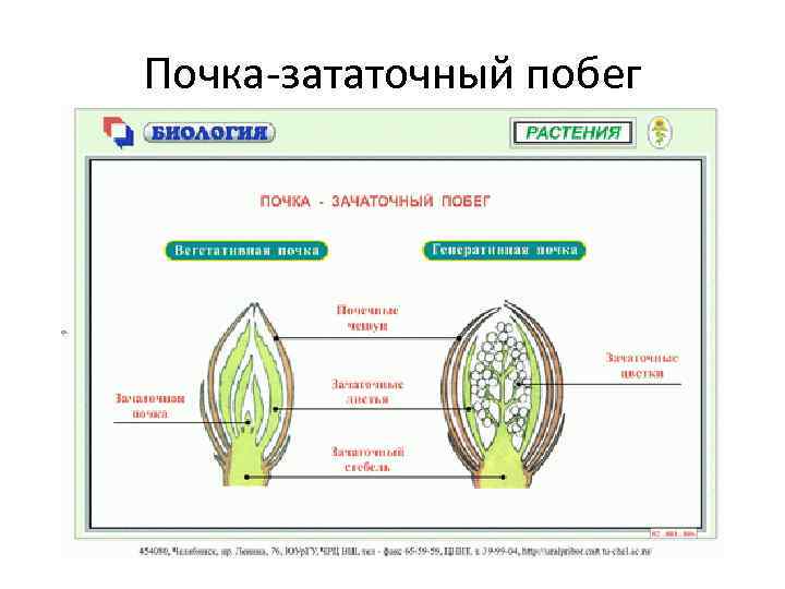 Рассмотрите изображение вегетативной почки и выполните задания покажите стрелками зачаточный лист